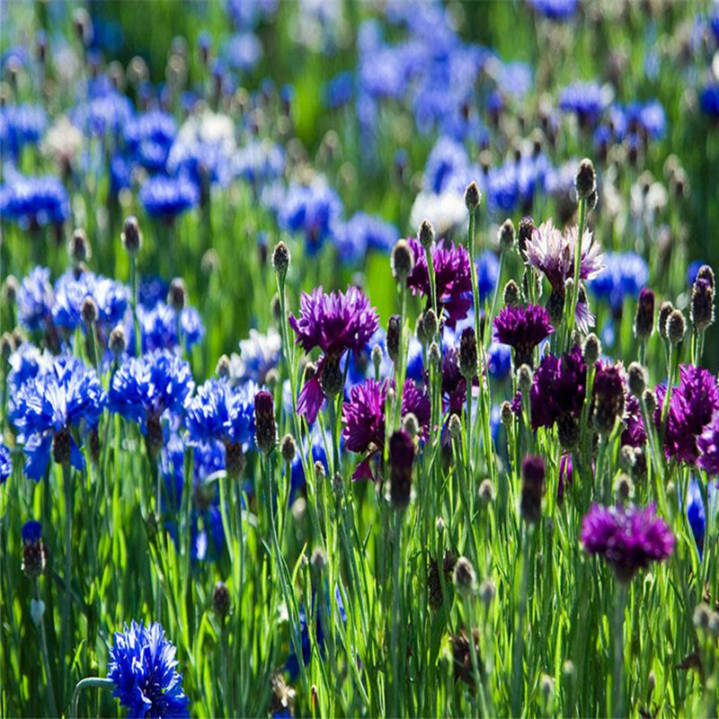 100 Dwarf Blue BACHELORS BUTTON CORNFLOWER Centaurea Cyanus Flower Seeds
