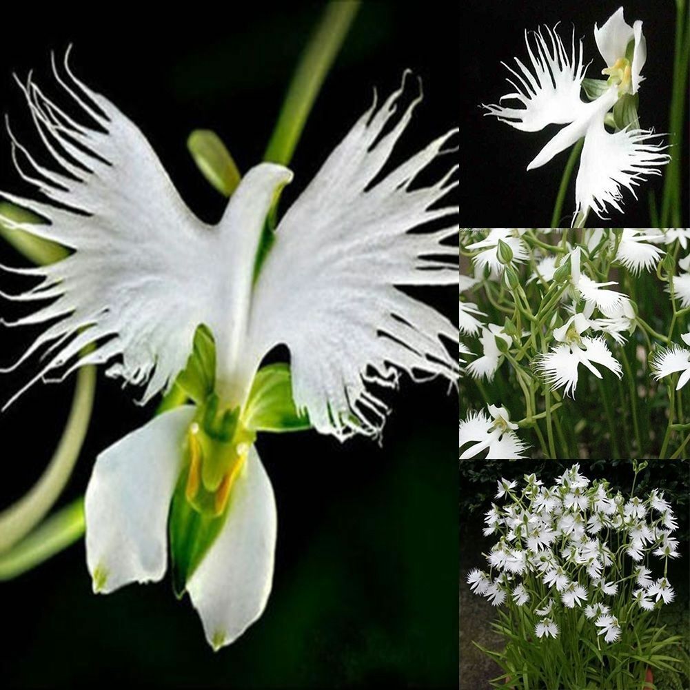 WHITE EGRET ORCHID FLOWER Habenaria Radiata Viable Seeds Plant Garden