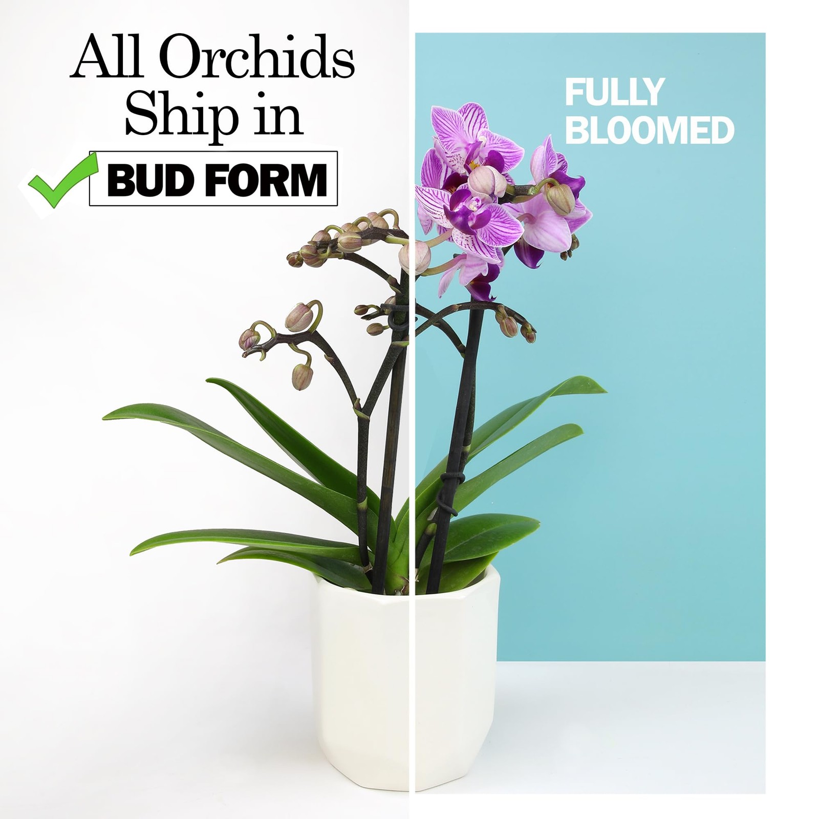 Premium Purple Live Orchid Plant Blooming in 3.5″ Blue & White Orchid Pot, Li…