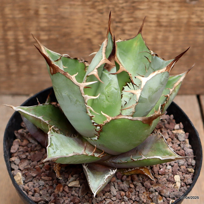 D116 AGAVE TITANOTA WHITE ICE pot14-H11-W12 cm MaMa Cactus