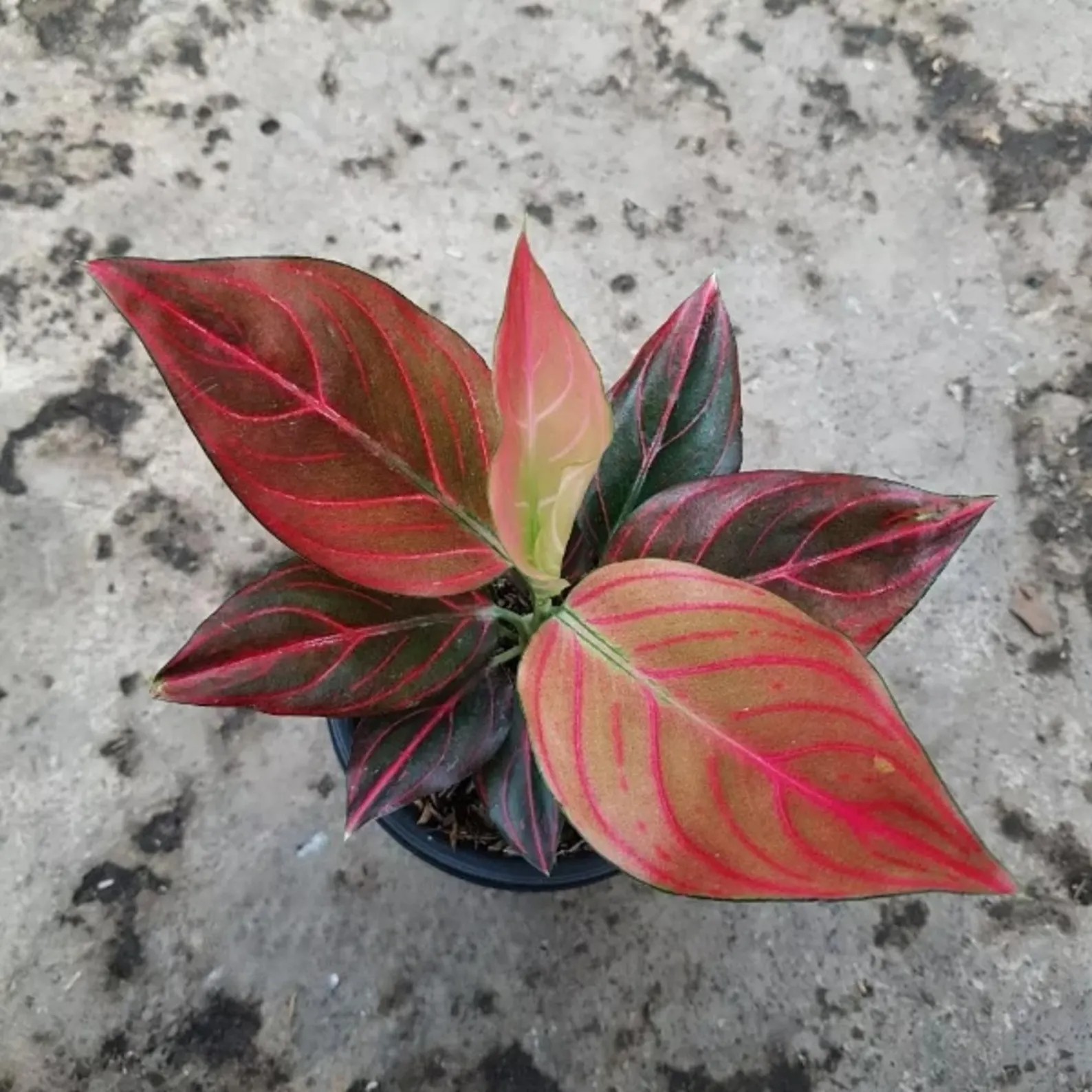 Real Picture Aglaonema Red Vine Beautiful Rare Plant