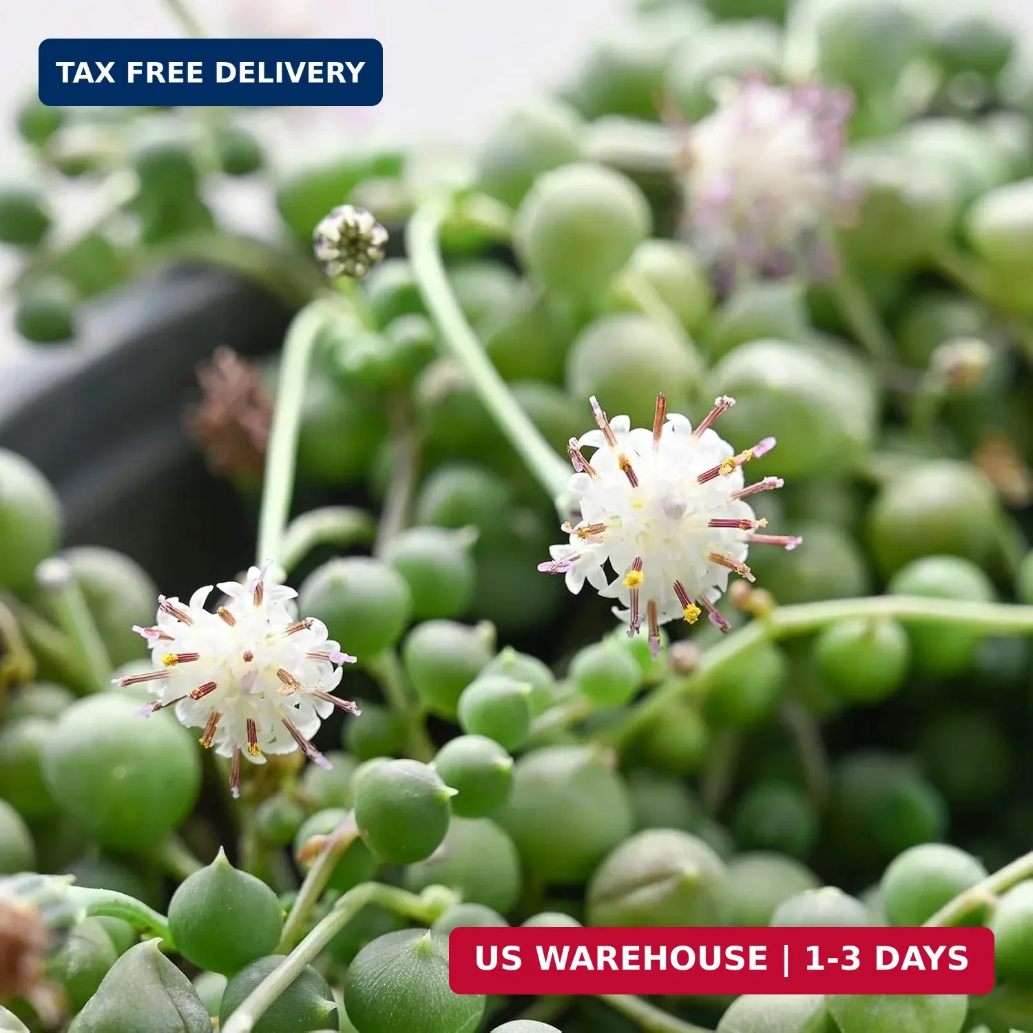 Sprout N Green 4″ String of Pearls, Live Trailing Succulent Fully Rooted in Pots