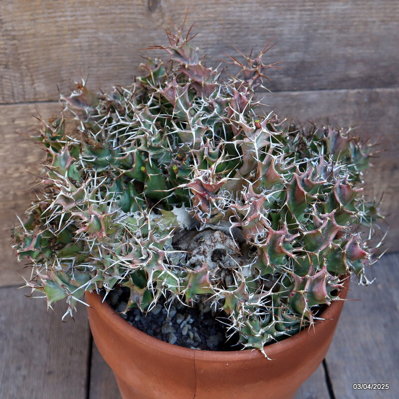 A1597 EUPHORBIA TORTIRAMA VERY OLD pot20-H21-W31 cm MaMa Cactus
