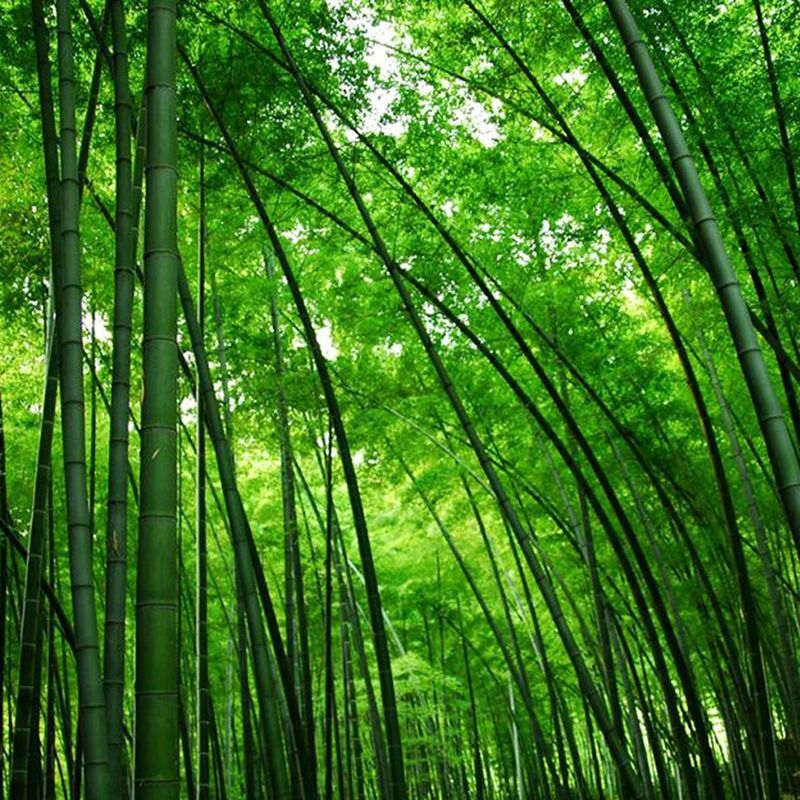 Giant Bamboo Seeds Perennial evergreen Grows Edible Bamboo shoots 100Pcs