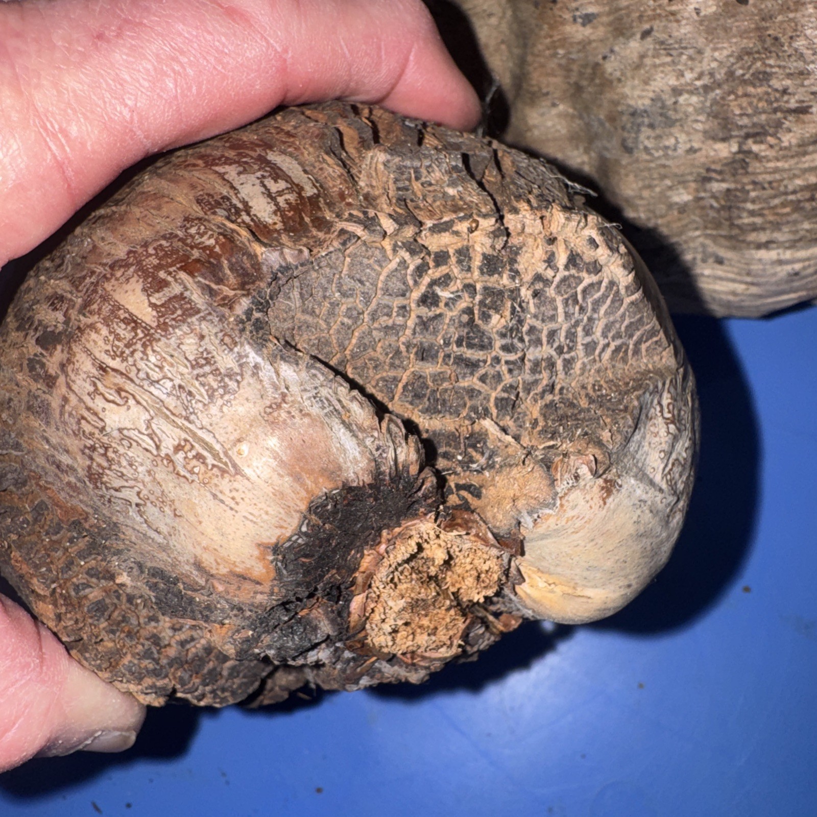 Lot Of 3 Large Coconut Jamaica Beach Whole Husk & Shell 7-9” organic texture