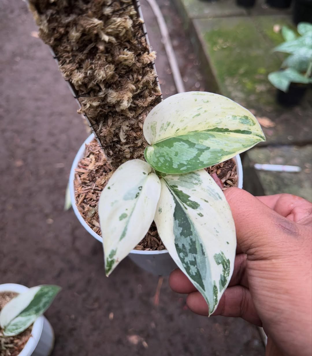 Real Picture Scindapsus White Diamond Variegated Rare Plant