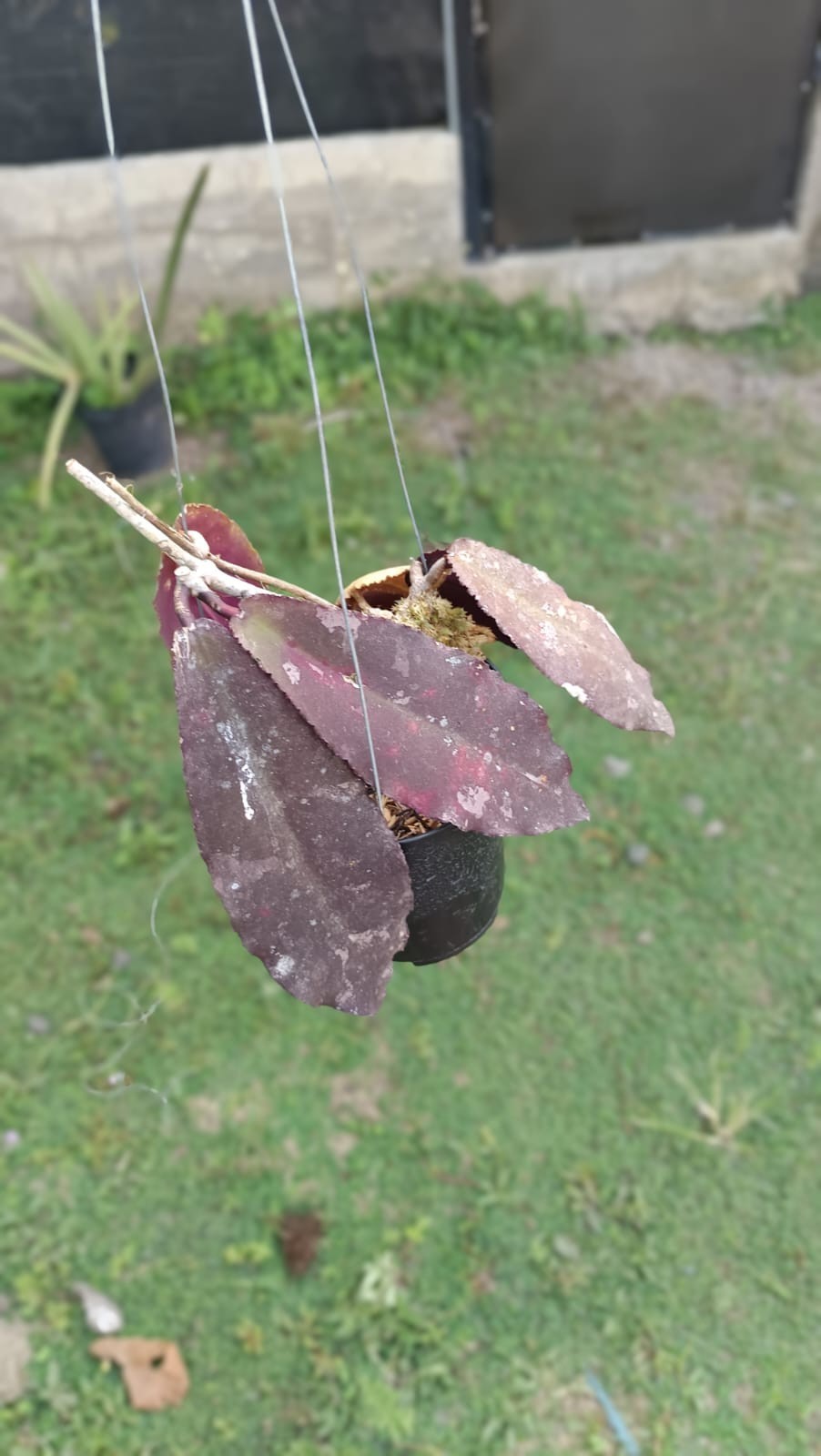 Real Picture Hoya Undulata Red Sp Borneo Rare Wax Plant