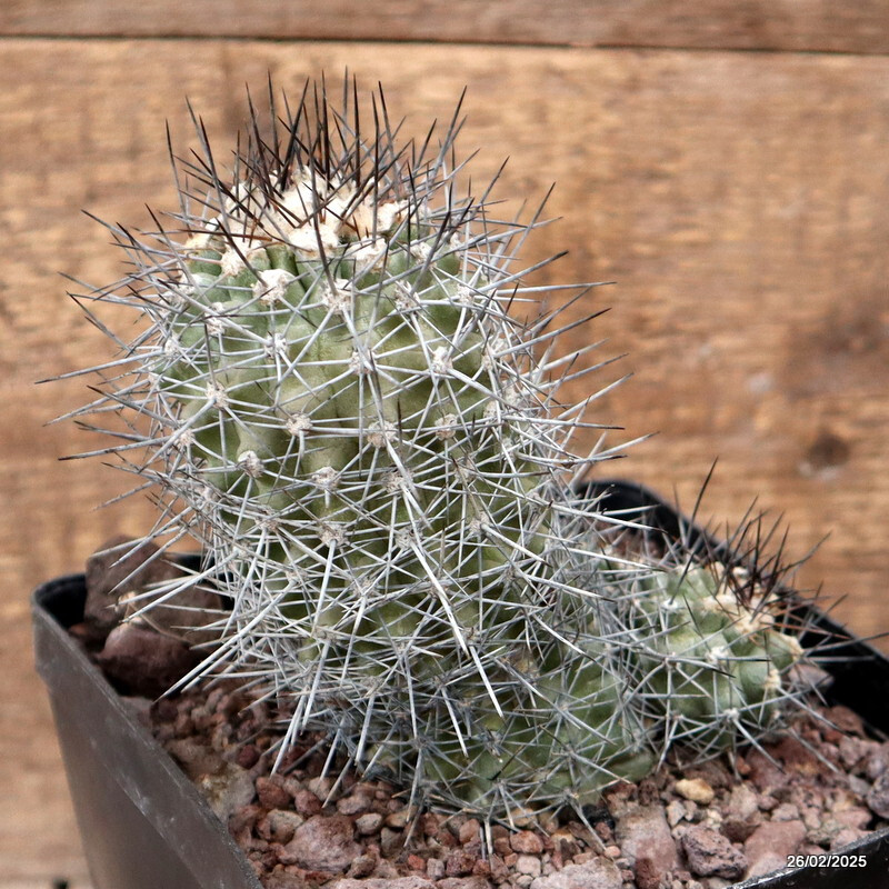D3678 COPIAPOA LONGISPINA pot14-H13-W11 cm MaMa Cactus