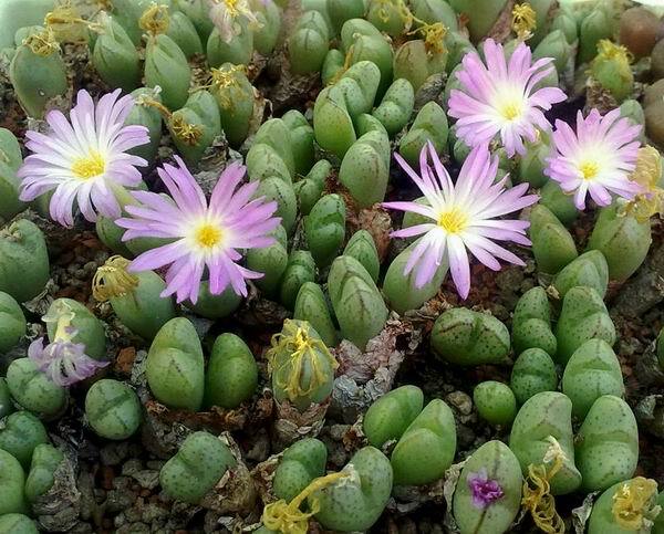 CONOPHYTUM MIX SEEDS 100 PCS 2022 harvest /approximately 20 species/