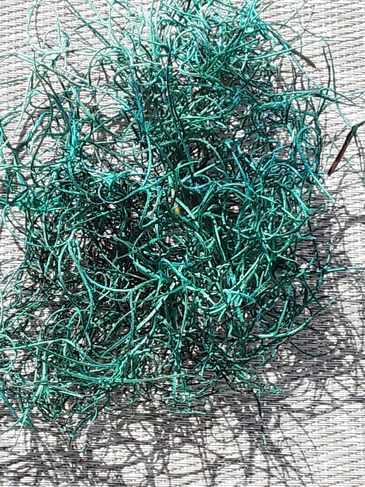 1 Gallon Bag Real Fresh Dried BLUE Spanish Moss for Craft Basket. Garden Craft