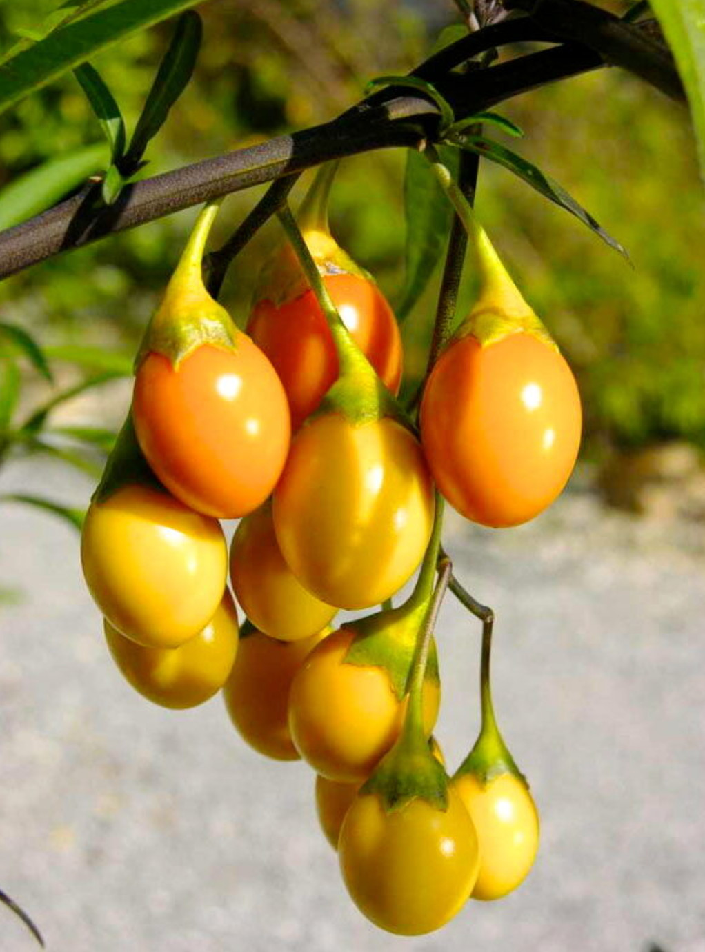Solanum laciniatum (Kangaroo Apples) SEEDS – Kangaroo apple | New Zealand nights