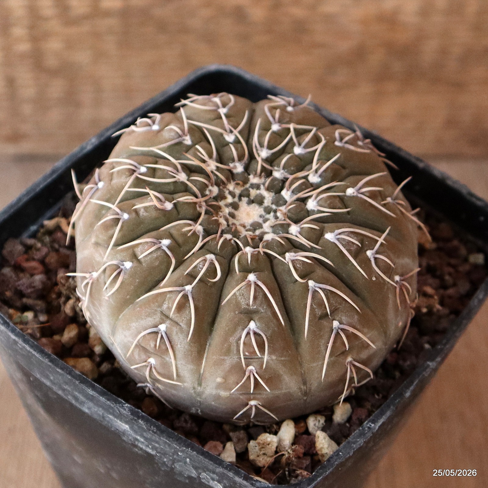 D5686 GYMNOCALYCIUM STELLATUM pot10-H5,5-W8,5 cm MaMa Cactus