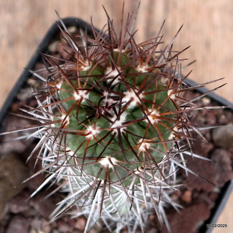 D3736 COPIAPOA PENDULINA pot10-H11-W5 cm MaMa cactus