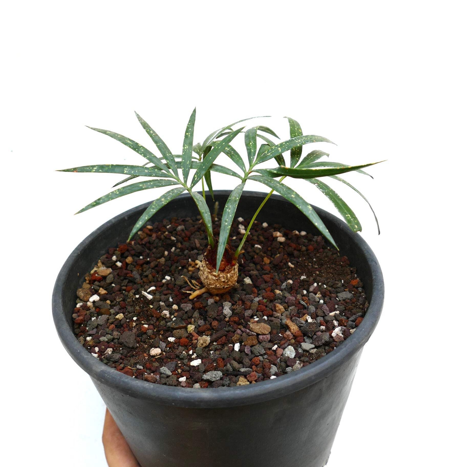 Cycas chevalieri ‘Dak Rong, Vietnam’ CA88 – Chevalier’s cycad | Chevalier’s sago