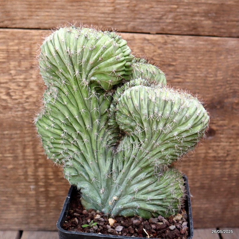 D4372 POLASKIA CHICHIPE CRESTED pot10-H17-W16 cm MaMa Cactus