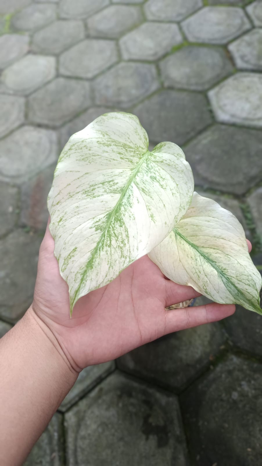 Real Picture Monstera White Devil Monster Variegated 2 Leaves Rare Plant