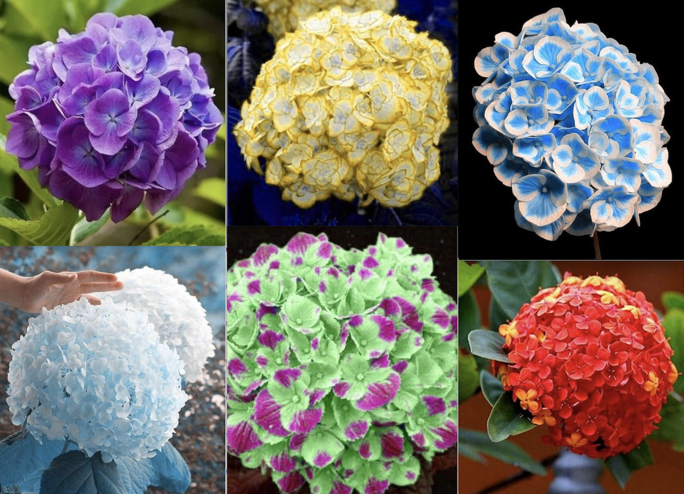 (10) HYDRANGEA SEEDS rare exotic flower bloom garden plant USA SELLER W/TRACK
