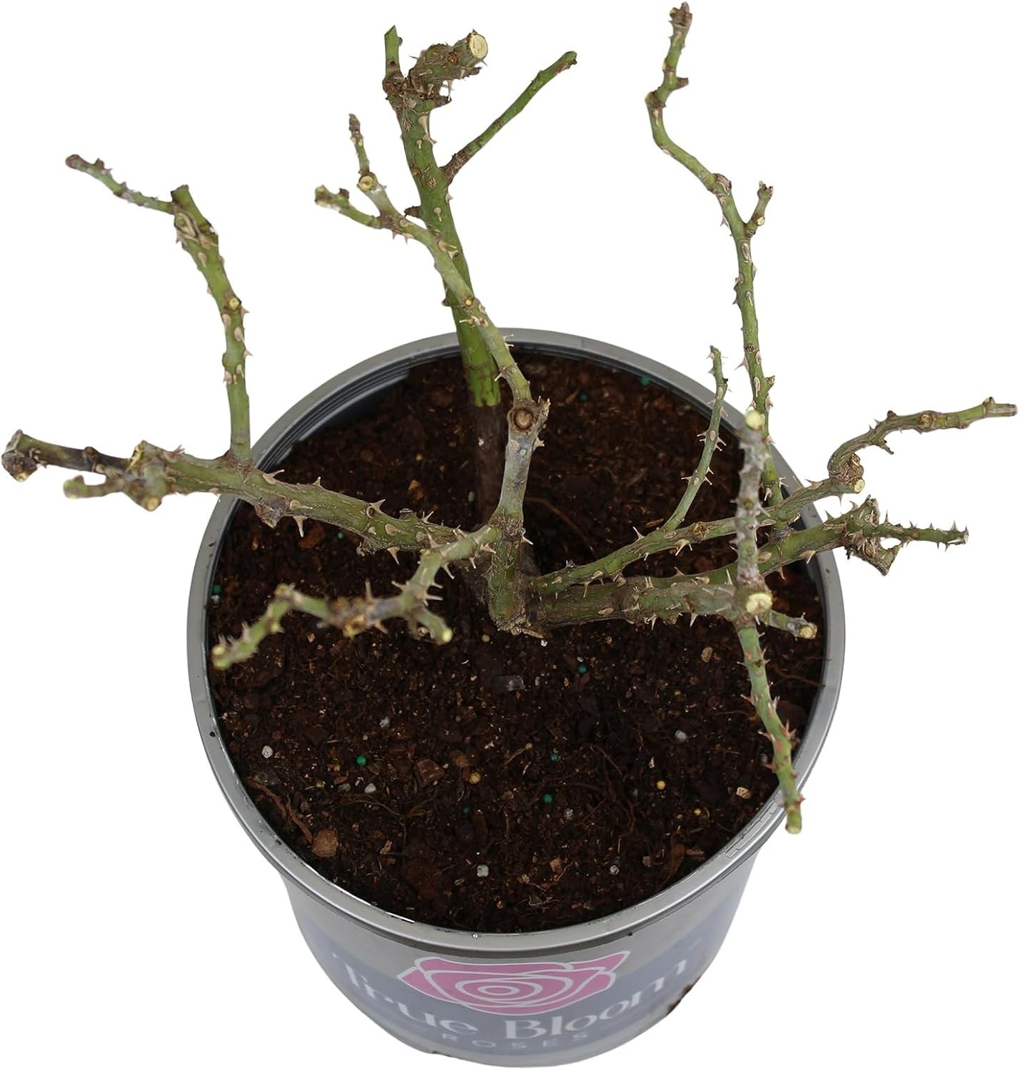 Live Red Rose Bush – Ideal Gift for Plant Lovers & Enthusiasts