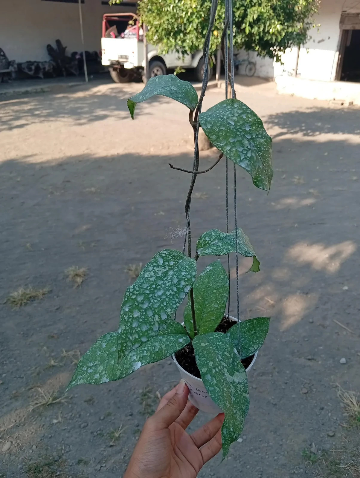 Real Picture Hoya Bur Perlak Sp Aceh
