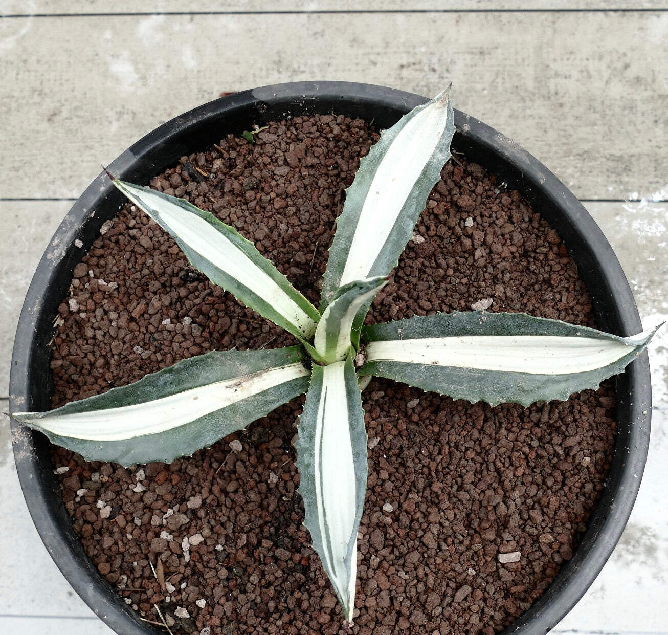 Agave americana MEDIOPICTA ALBA WHITE VARIEGATED 29,5cm – Century plant | Americ