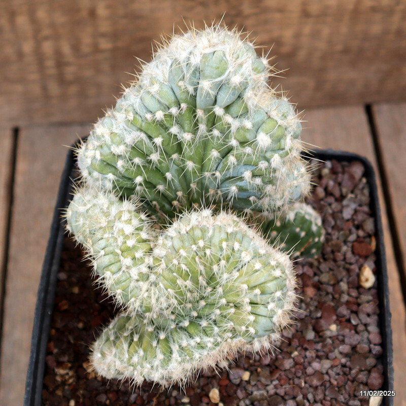 D1716 PILOSOCEREUS AZUREUS CRESTED pot14-H18-W13 cm MaMa Cactus