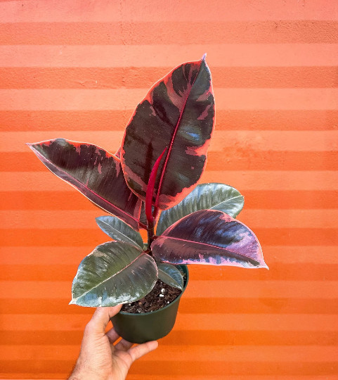 Ruby Rubber Tree Plant Ficus elastica 6″ Pot | Indoor and Outdoor Live Tropical