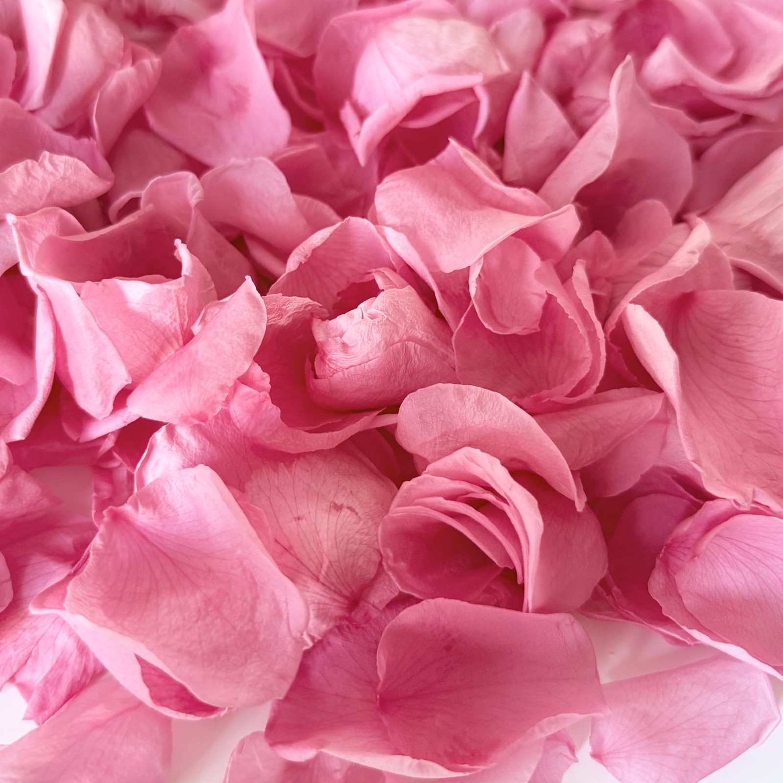 180+ PCS Real Freeze Preserved Pink Dried Rose Petals Wedding Flower Decor