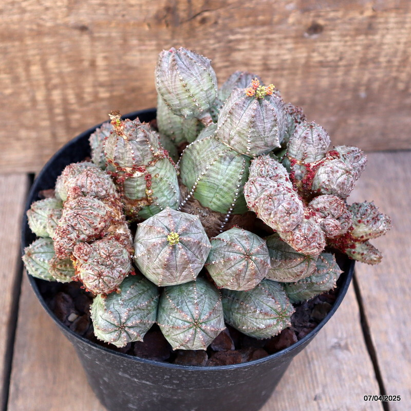 D1538 EUPHORBIA PSEUDOGLOBOSA MONSTER pot18-H14-W19 cm MaMa Cactus