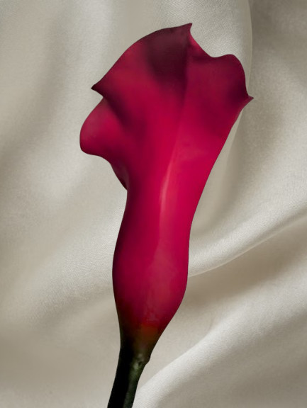 26″ Cranberry real touch calla lily stems (6)