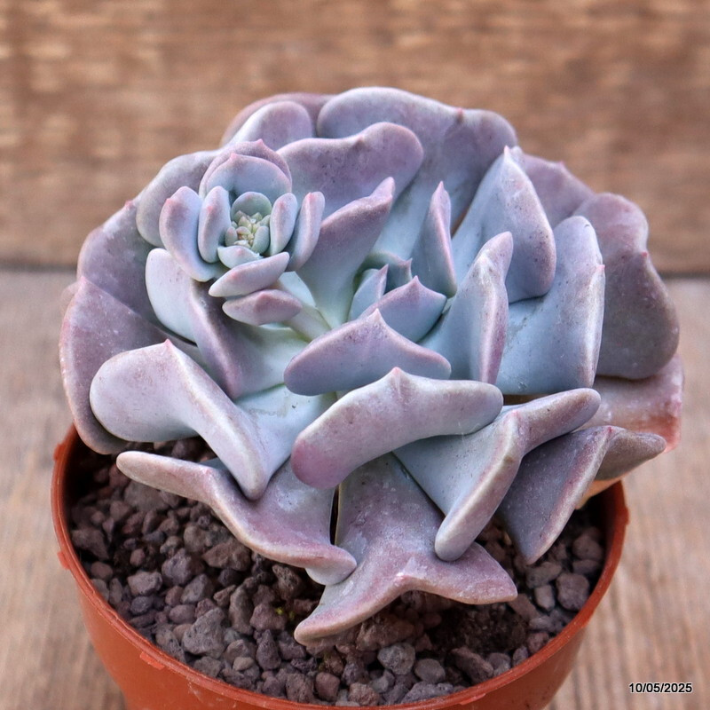 D3988 ECHEVERIA RUNYONII “TOPSY TURVY” pot8,5-H8-W9 cm MaMa Cactus