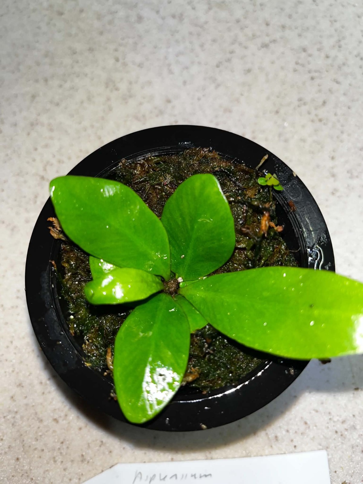 Asplenium phyllitides Spore Grown Florida 3.5 Inch Net Pot ( Not Aspenium Indus)