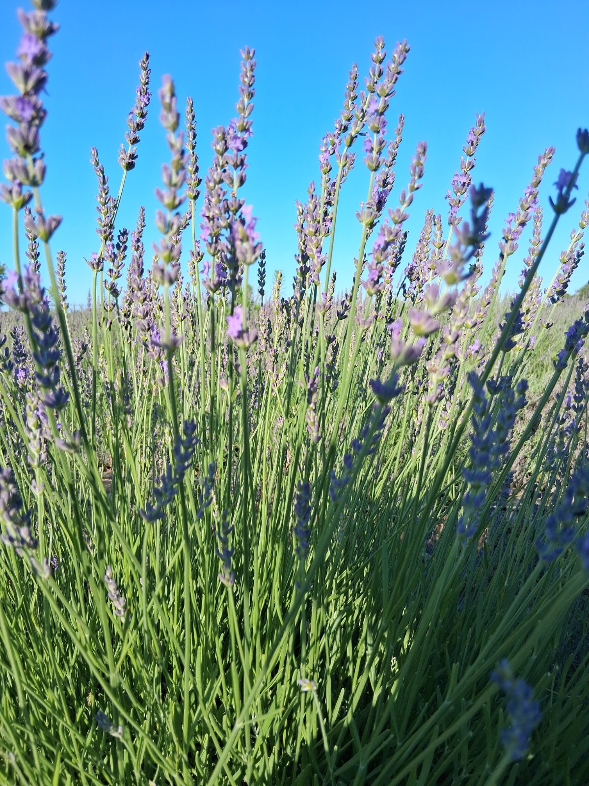 Lavender Bouquet for Drying Purple Fresh No Chemicals