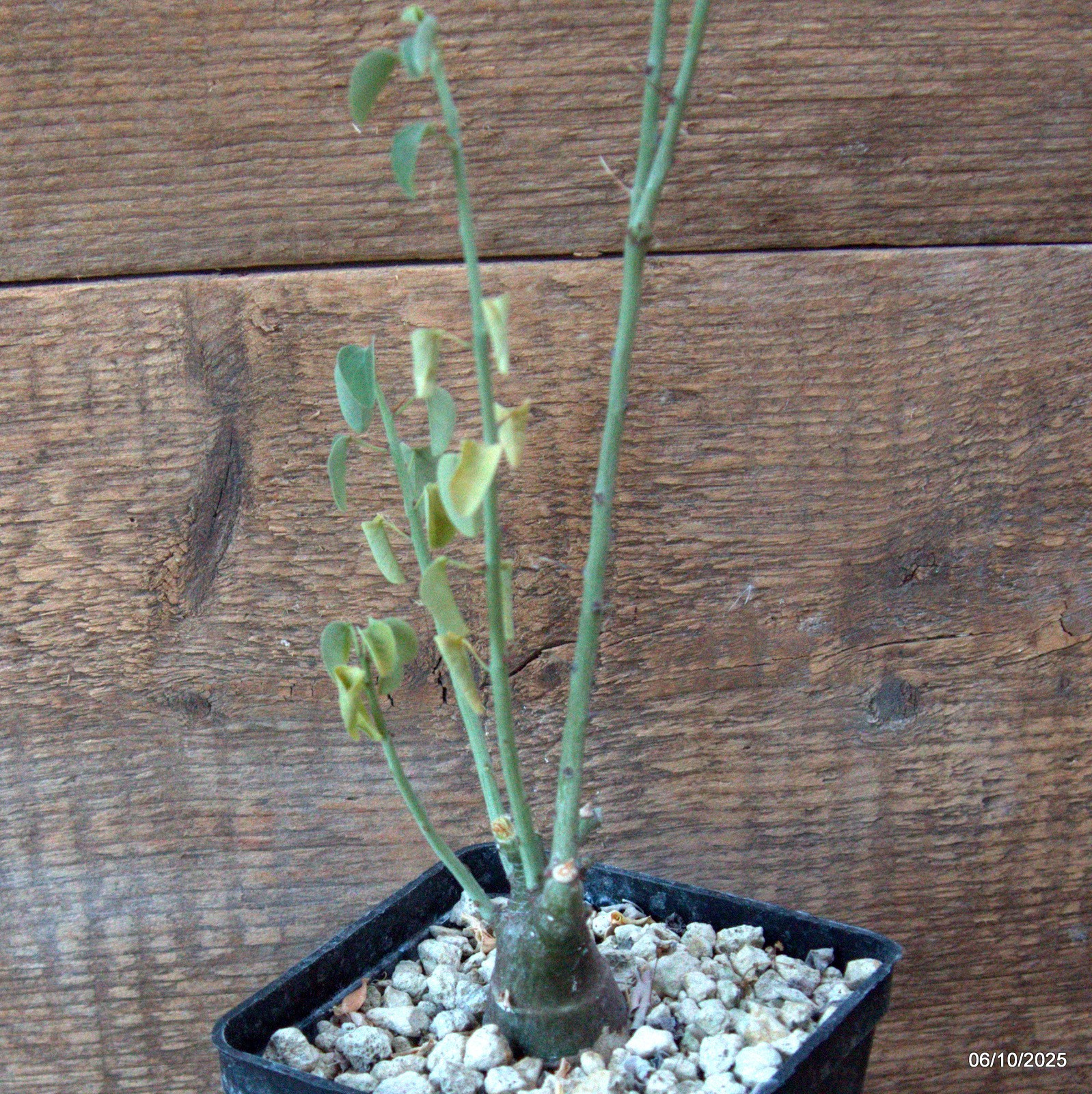 D6909 ADENIA SPINOSA pot10-H36-W5 cm MaMa Cactus