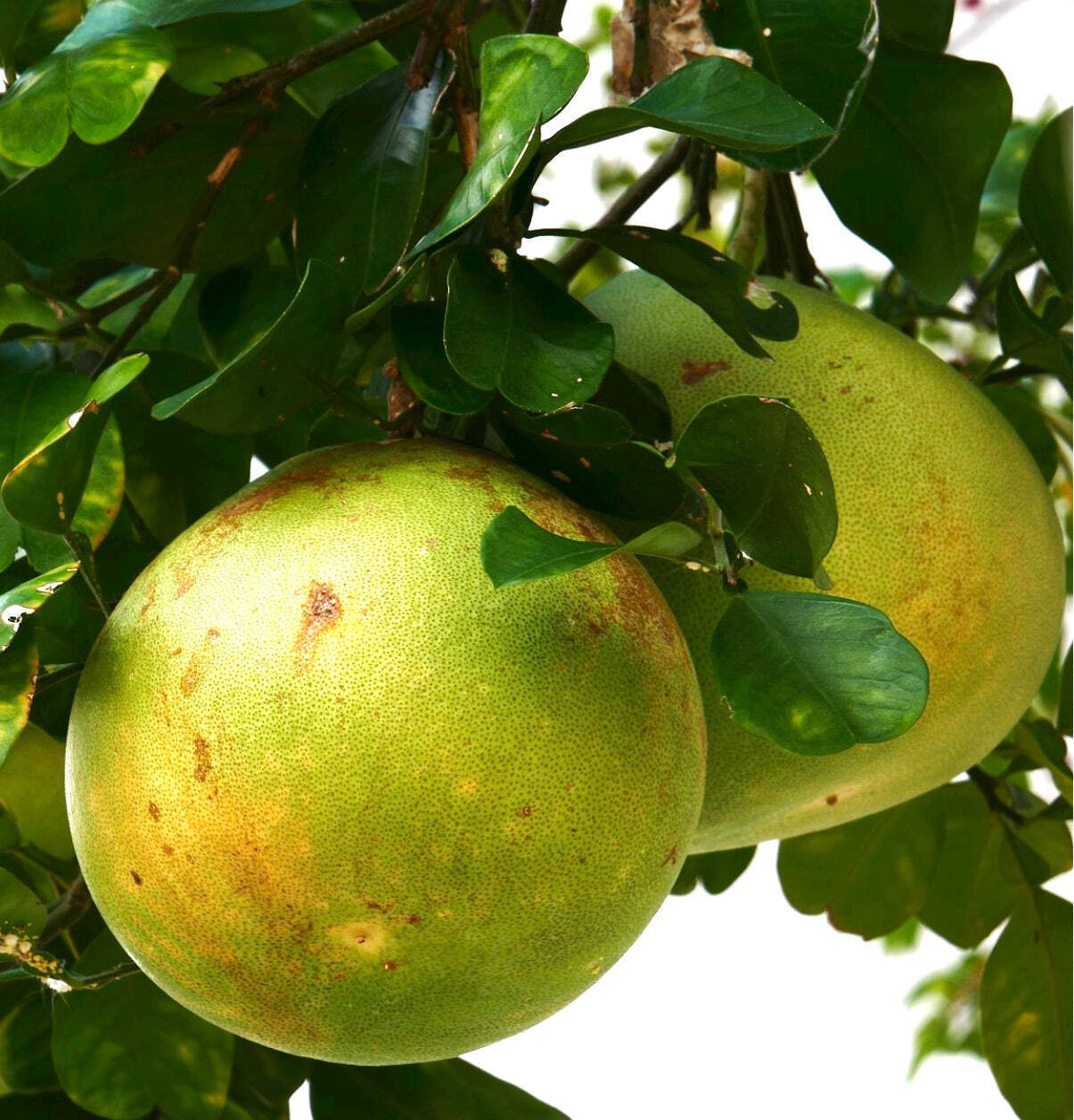 Citrus grandis o C. Maxima (POMELO or PUMMELO SHADDOCK) – POMELO PLANT