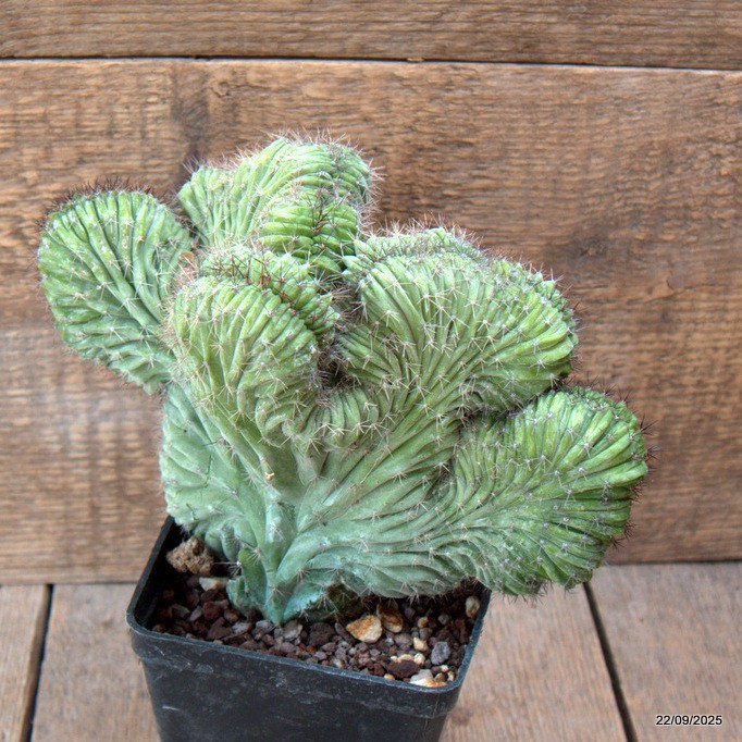 D6544 POLASKIA CHICHIPE CRESTED pot10-H16-W21 cm MaMa Cactus