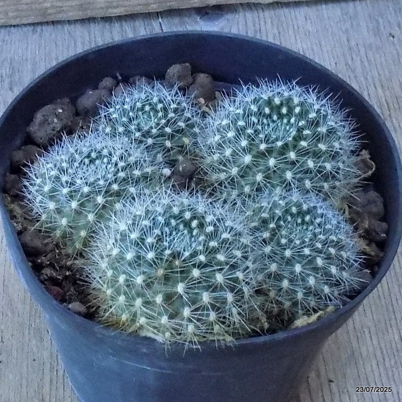 D5423 REBUTIA MINIMA pot12-H5-W10 cm MaMa Cactus