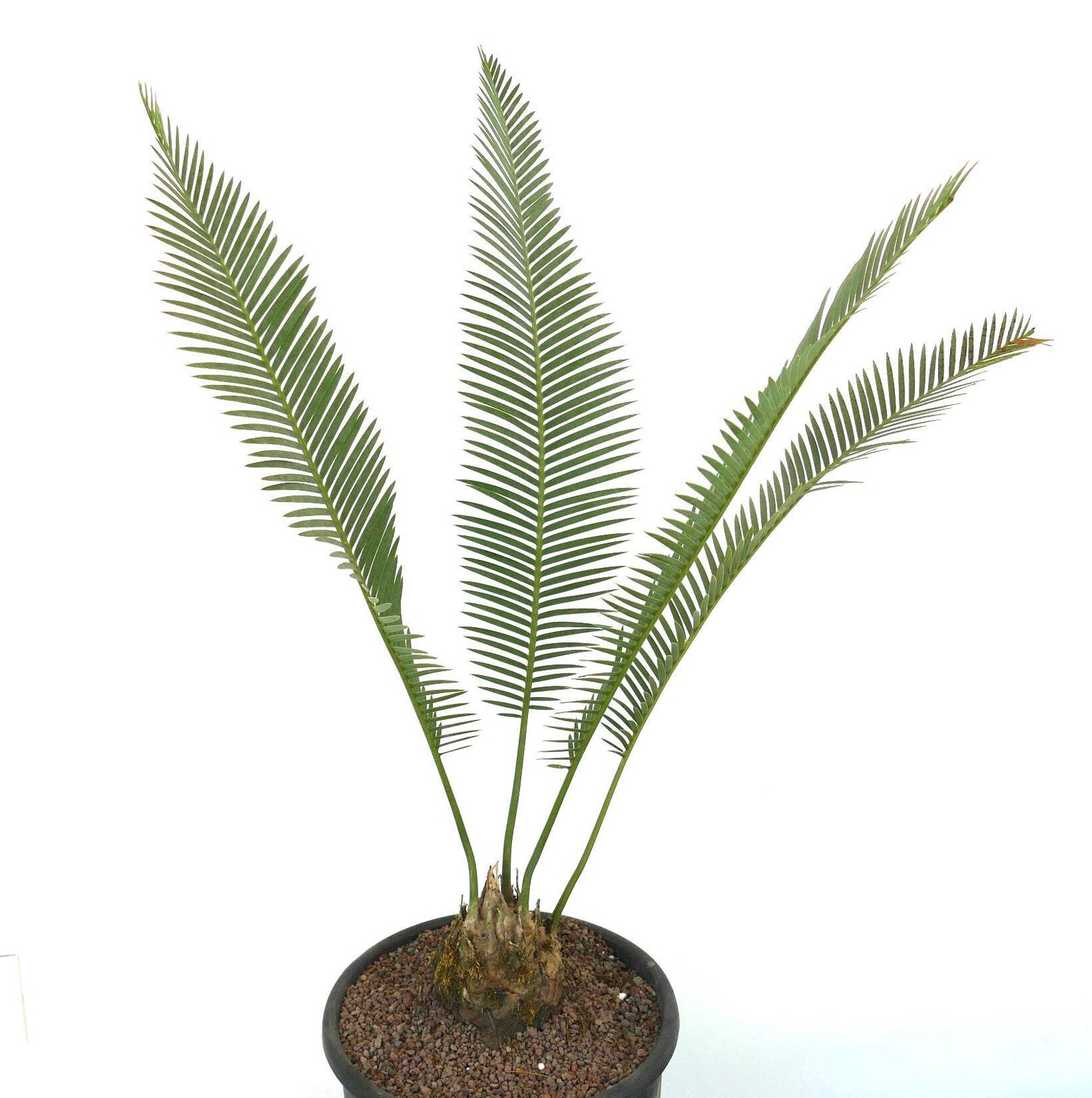 Dioon edule Jacala Form (Hidalgo, MX) 10x11cm Caudex – Chestnut dioon | Virgin’s