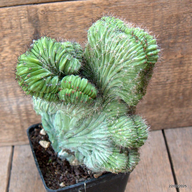 D6545 POLASKIA CHICHIPE CRESTED pot10-H20-W21 cm MaMa Cactus