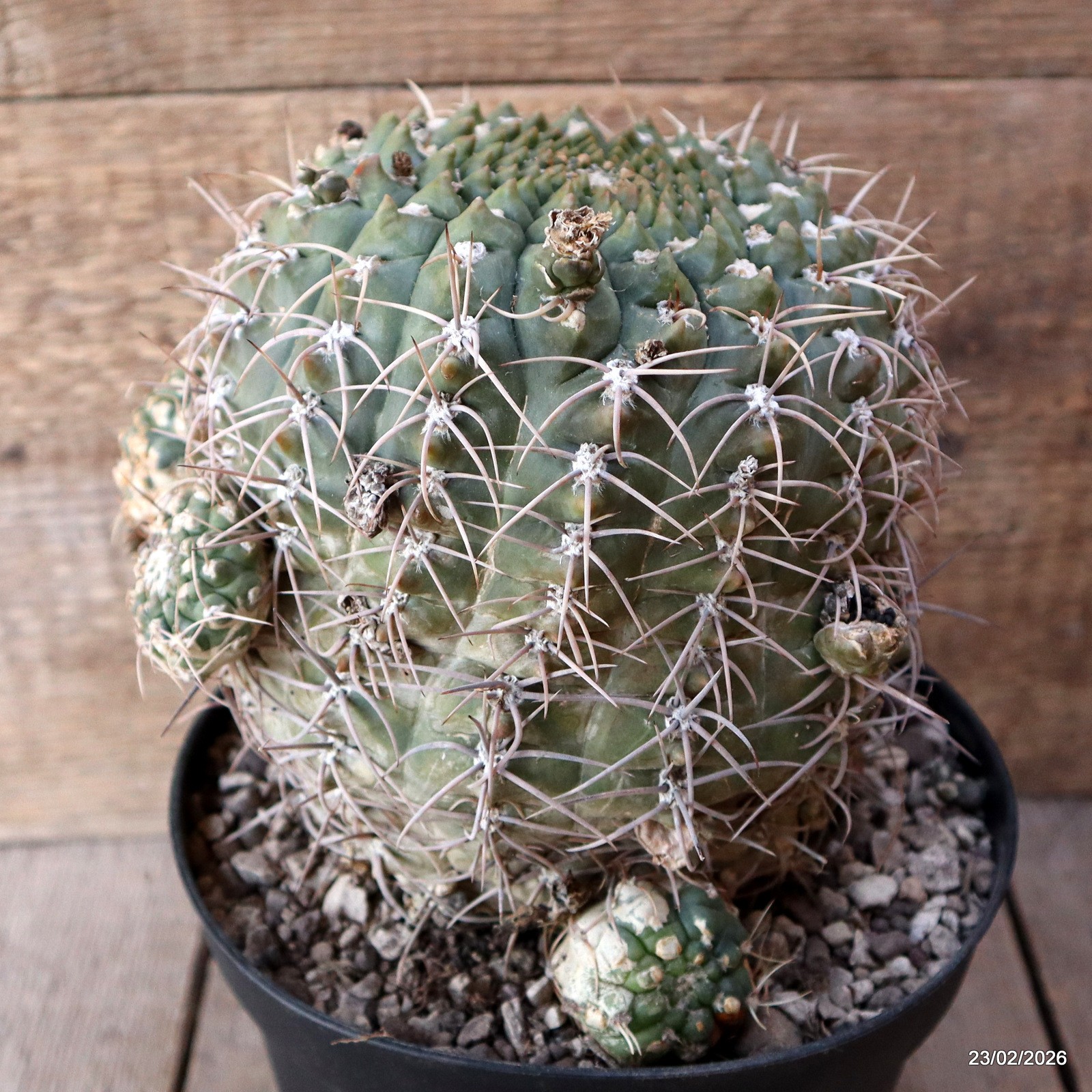 D7852 GYMNOCALYCIUM VIEDTZIANUM pot18-H18-W19 cm MaMa Cactus