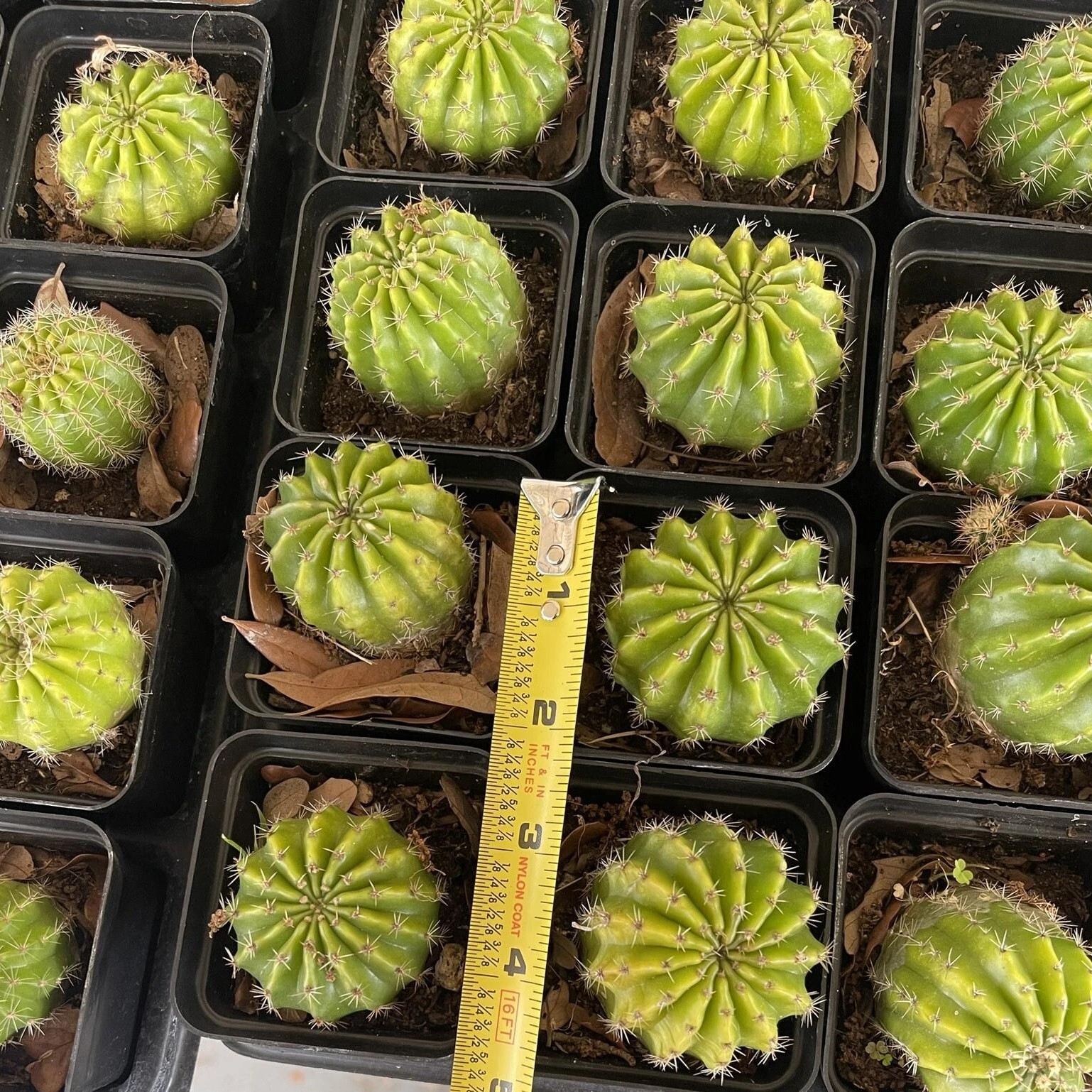 Echinopsis Oxygona Easter Lily Cactus Live Combo Flowering Cactus