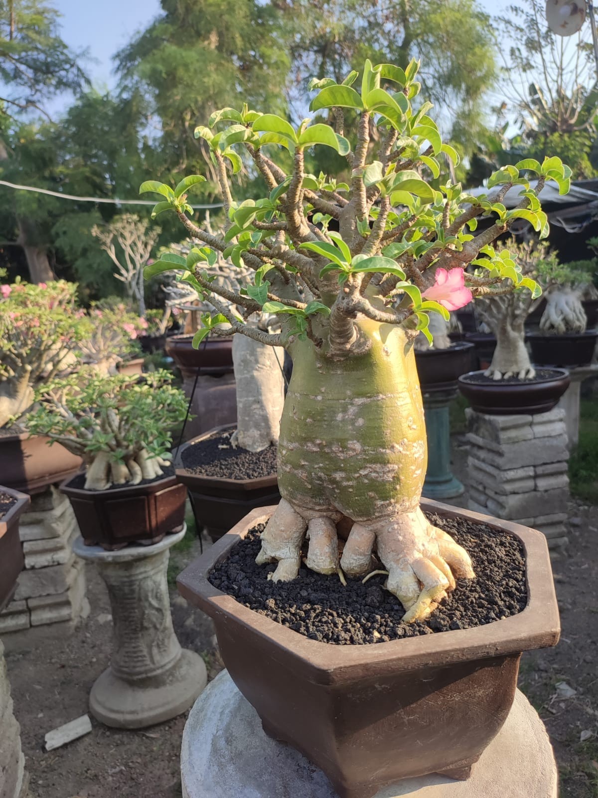 Adenium bonsai Long Coudex golden roots desert rose