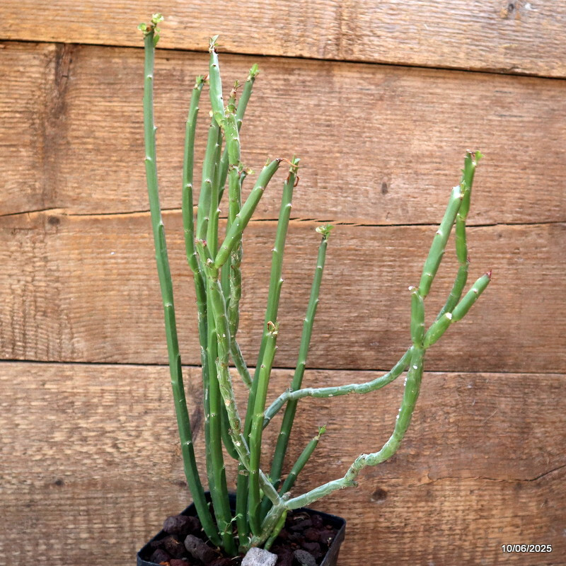 D4562 EUPHORBIA ANTISYPHILITICA pot12-H36-W21 cm MaMa Cactus