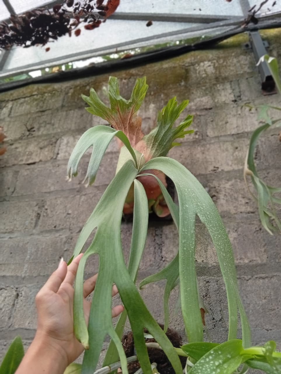 Real Picture Platycerium Willincki Wild Cat Medium Size