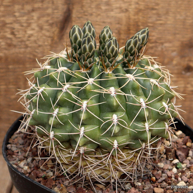 A9985 GYMNOCALYCIUM QUELIANUM pot18-H13-W14 cm MaMa Cactus
