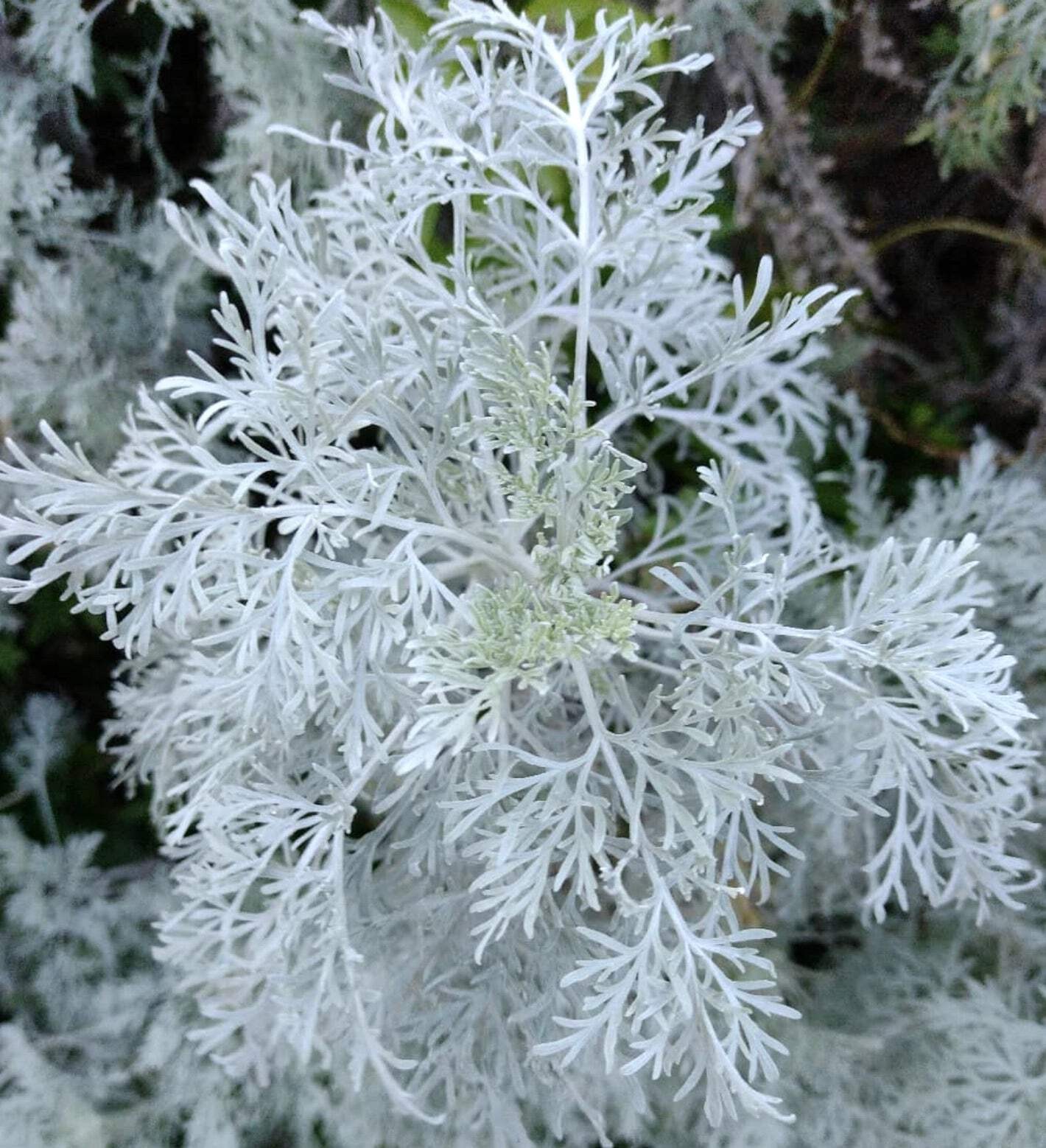 Artemisia arborescens 10-20cm | Tree wormwood | Sheeba – Tree wormwood | Sheeba