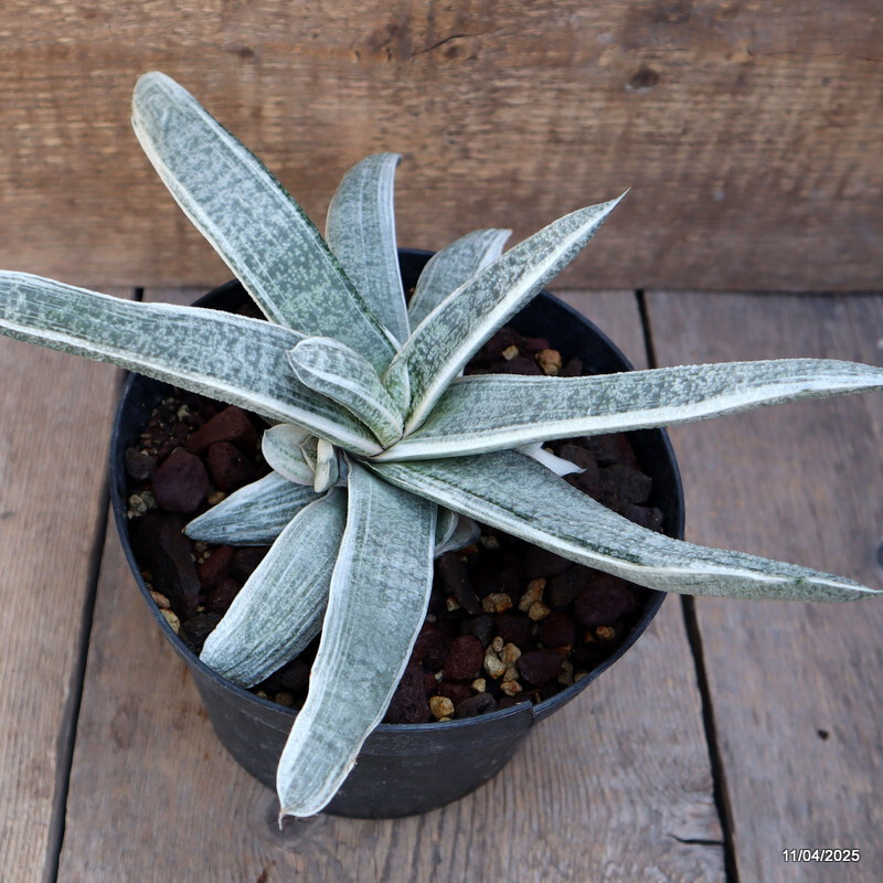 D1768 GASTERIA BATEISIANA VARIEGATED pot18-H15-W31 cm MaMa Cactus