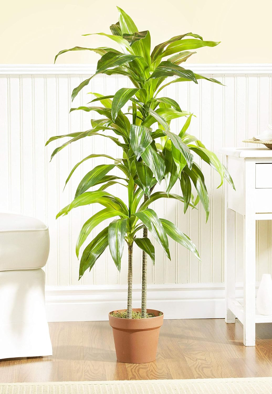 Real Touch 48″ Dracaena Silk Plant – Lush Green Golden Cane Palm Tree