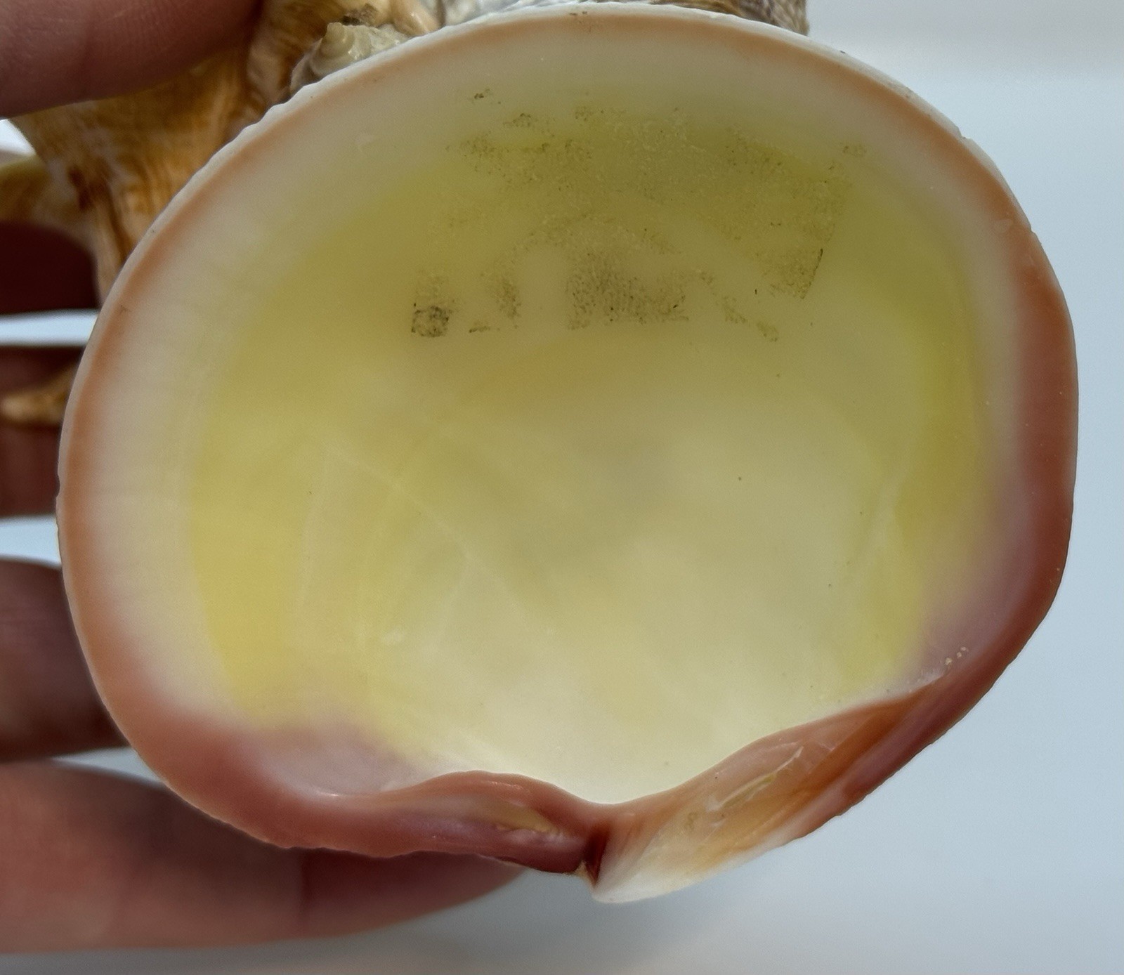Vintage Seashell Shell Art Flower Arrangement Vase Pencil Holder MCM Circa 1950s