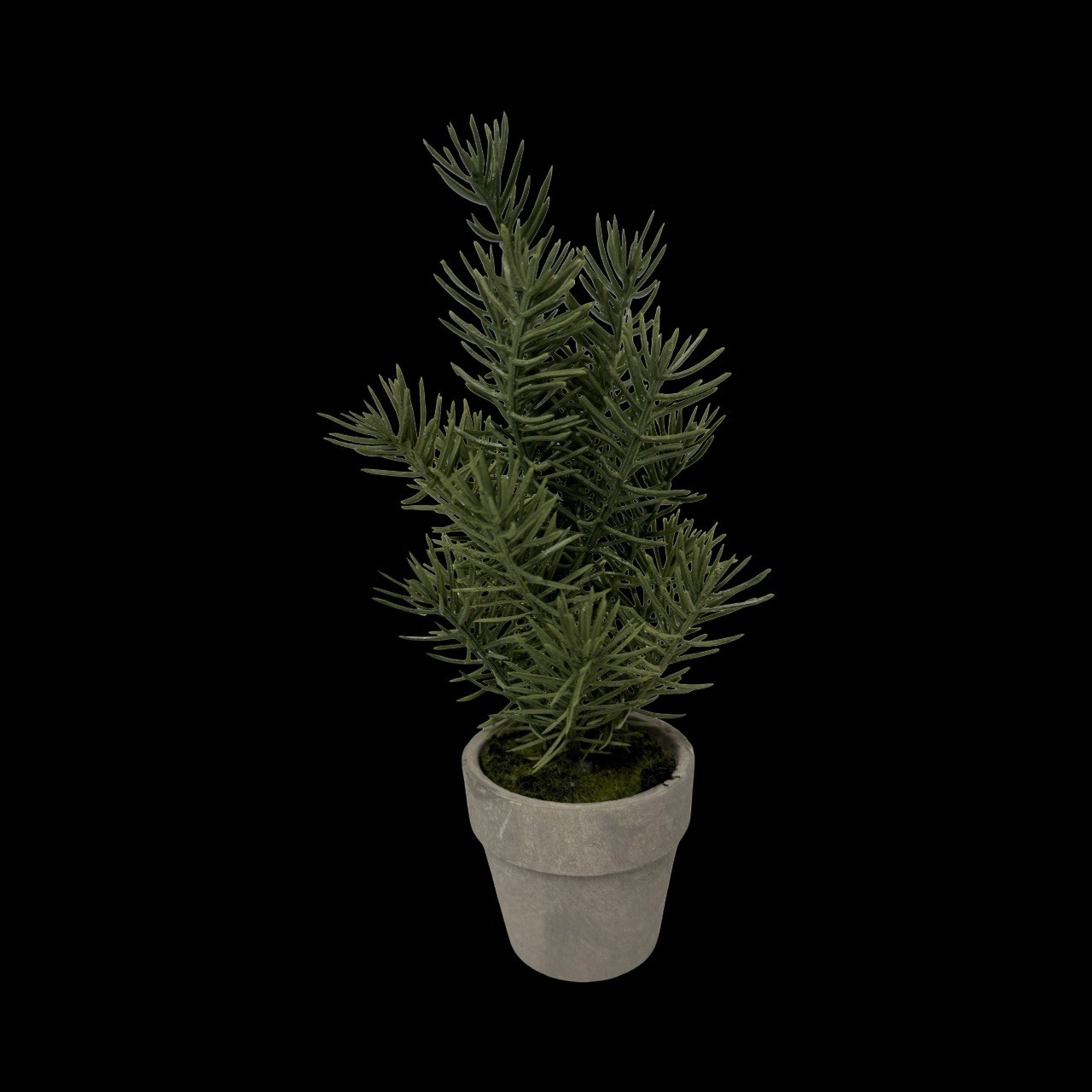 Spruce Potted Plant 6in Tall In Small Terracotta Pot