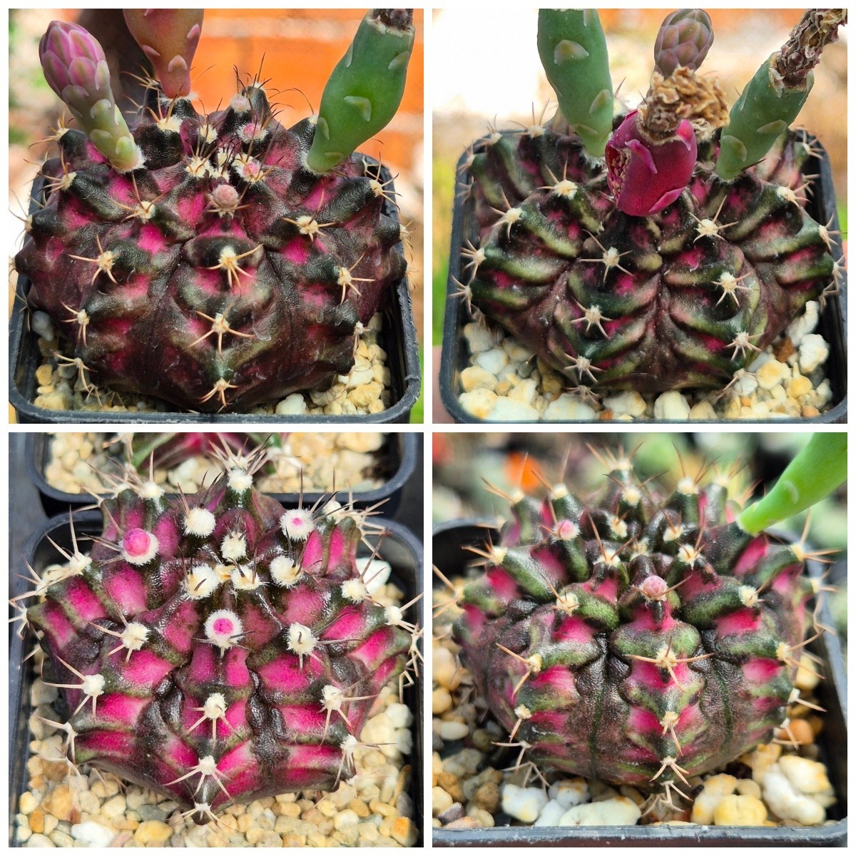 Gymnocalycium mihanovichii ‘T-Lux’ hybrid 100seeds 2025